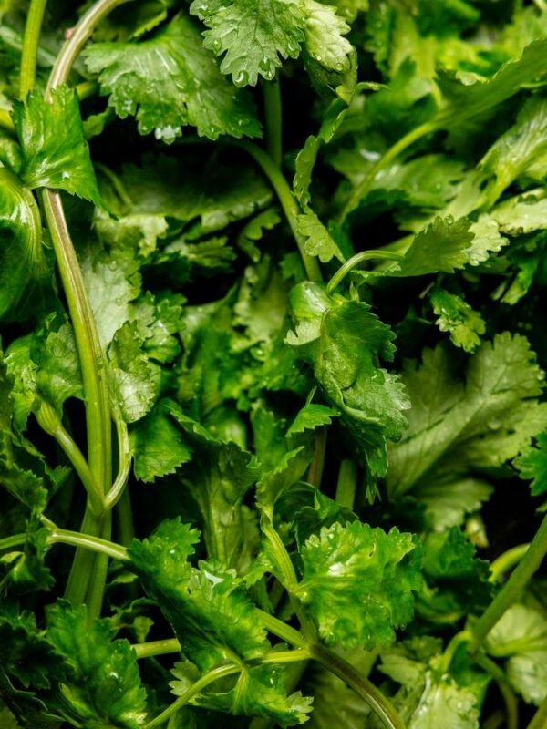 Cilantro