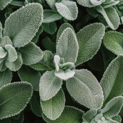 Salvia