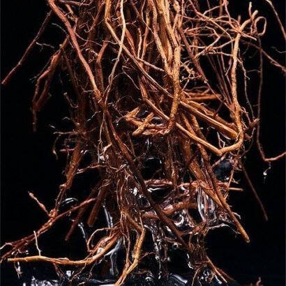 Vetiver